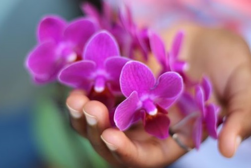 Flowers-in-Hand.jpg Flowers-in-Hand.jpg