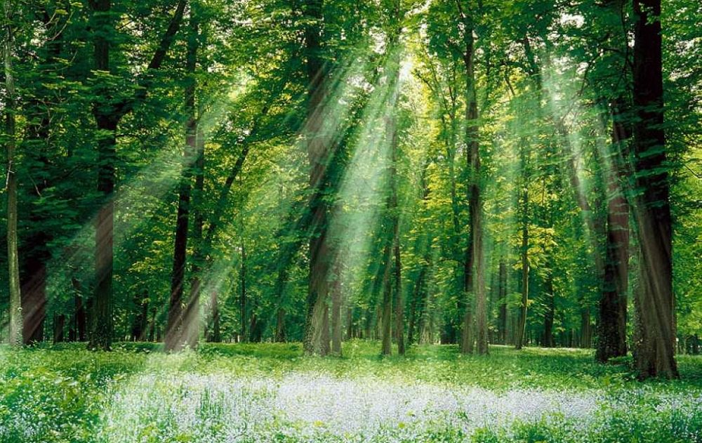 foresta_incantata.jpg foresta_incantata.jpg