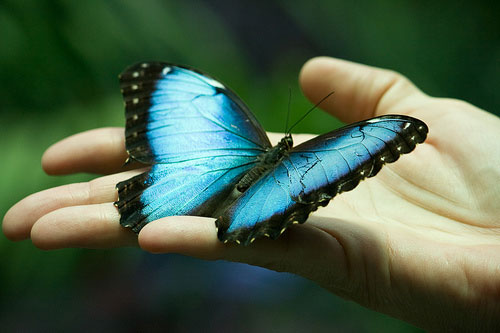 farfalla-mano.jpg farfalla-mano.jpg